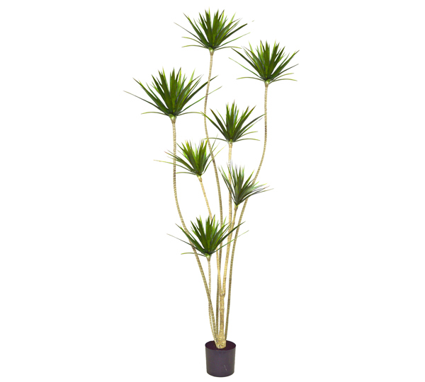 Dracaena Marginata Tree- 2.1m with 7 heads